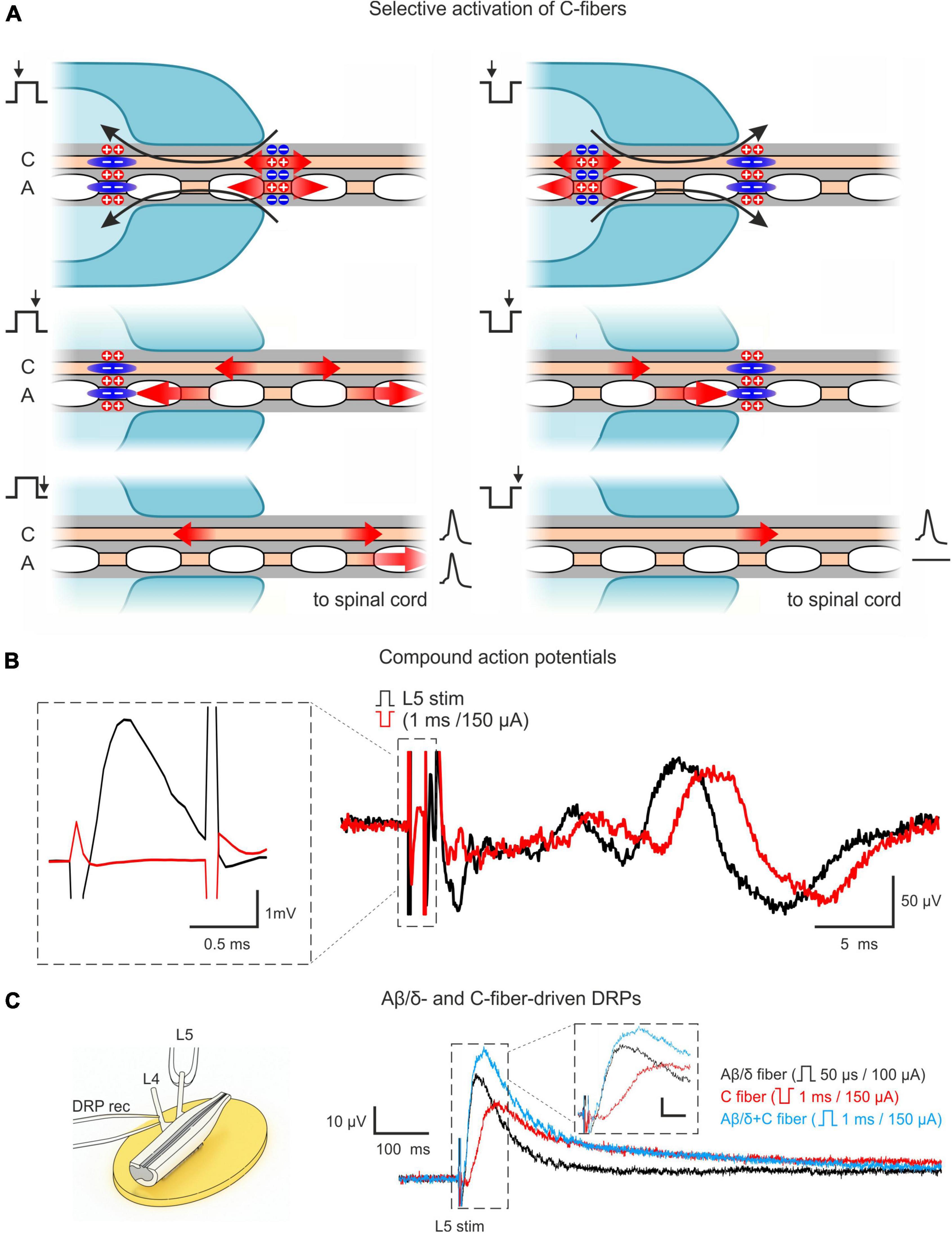 Elucidating afferent-driven presynaptic inhibition of primary afferent input to spinal laminae I and X